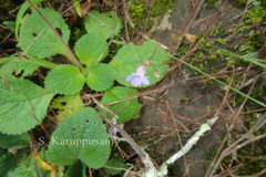 Didymocarpus ovalifolius